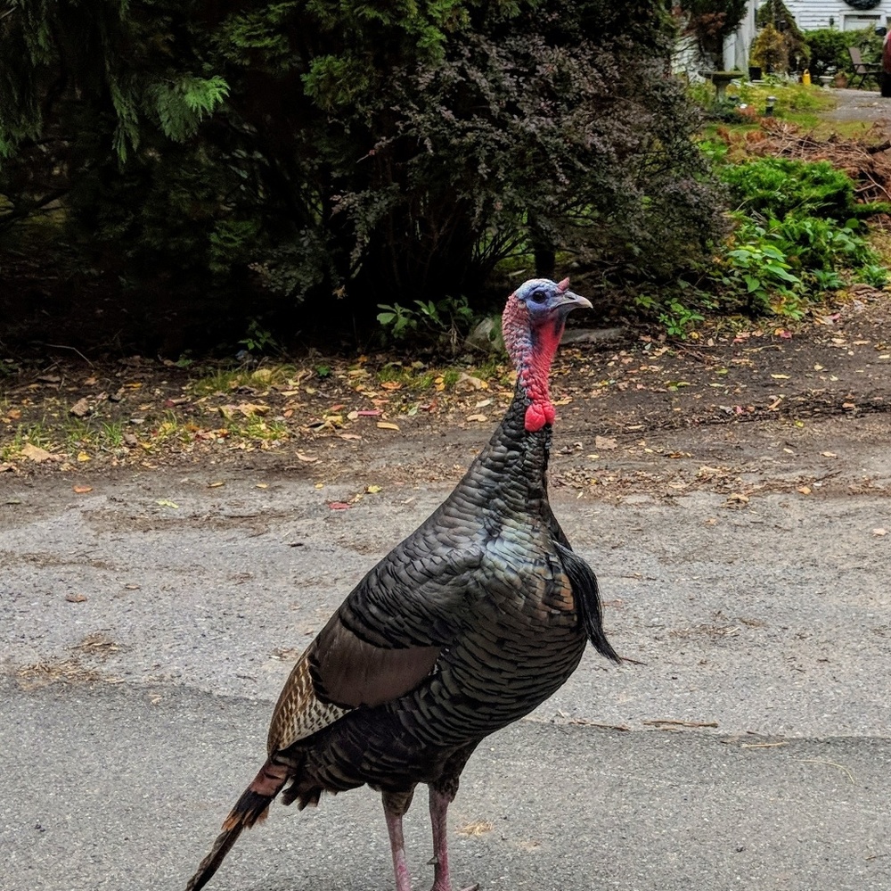 Meet your Posher, Ryan